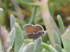 Brephidium exilis exilis