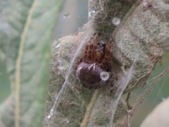 Larinioides patagiatus