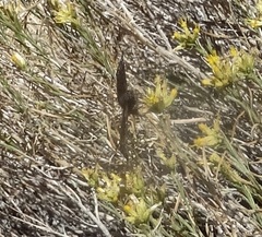 Erynnis tristis
