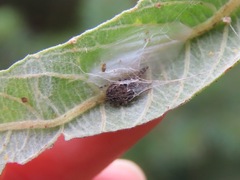 Larinioides patagiatus