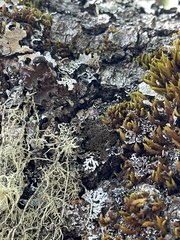 Dendriscocaulon intricatulum