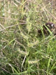 Echinochloa muricata