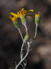 Senecio flaccidus flaccidus