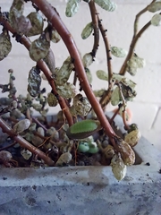 Callophrys xami xami