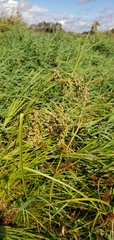 Scirpus cyperinus