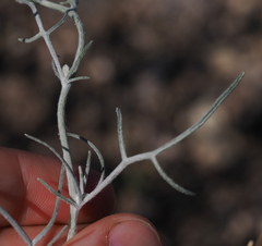 Senecio flaccidus flaccidus