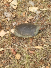 Chrysemys picta bellii