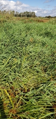 Scirpus cyperinus