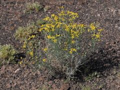 Senecio flaccidus flaccidus