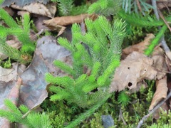 Lycopodiaceae