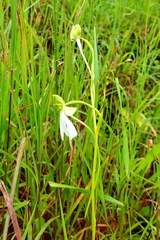 Habenaria longicorniculata