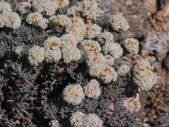 Eriogonum pulchrum