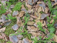 Lycopodiaceae