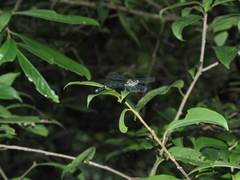 Leptogomphus sauteri formosanus