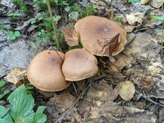 Cortinarius armillatus