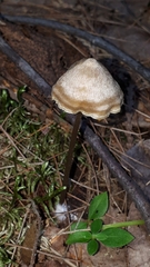 Entoloma