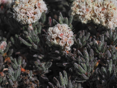 Eriogonum pulchrum