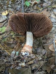 Cortinarius armillatus