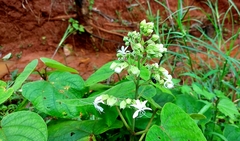 Clerodendrum