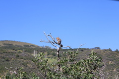 Callospermophilus lateralis lateralis