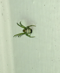 Bijoaraneus praesignis