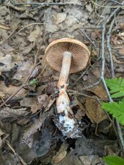 Cortinarius armillatus