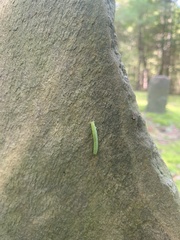 Alsophila pometaria