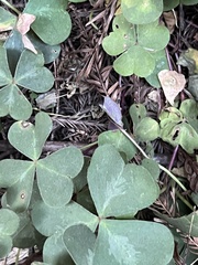 Oxalis oregana