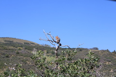 Callospermophilus lateralis lateralis