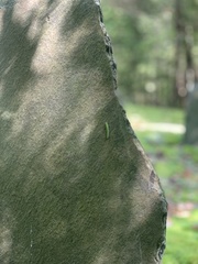 Alsophila pometaria