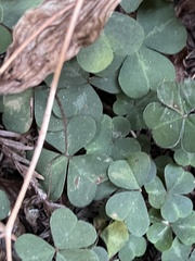 Oxalis oregana