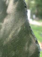 Alsophila pometaria