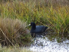 Fulica ardesiaca