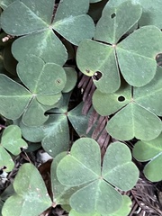 Oxalis oregana