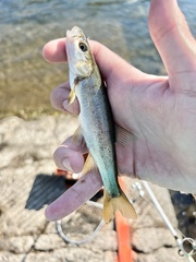 Ptychocheilus umpquae