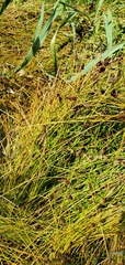 Eleocharis obtusa