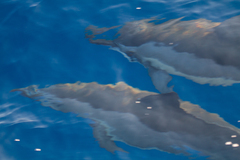 Stenella longirostris