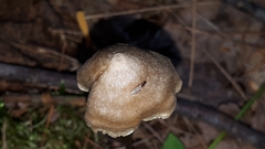 Entoloma