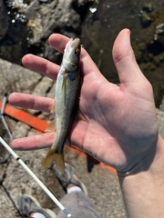 Ptychocheilus umpquae