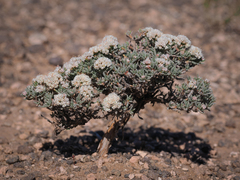 Eriogonum pulchrum