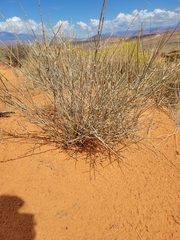 Ephedra