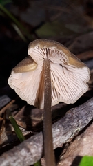 Entoloma