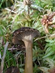 Craterellus tubaeformis