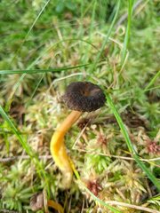 Craterellus tubaeformis