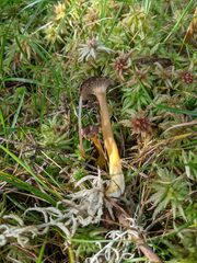 Craterellus tubaeformis