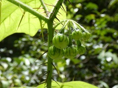 Solanum acerifolium