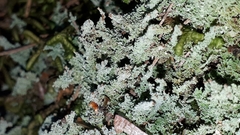 Cladonia squamosa