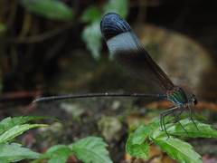 Psolodesmus mandarinus mandarinus