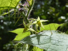 Solanum acerifolium