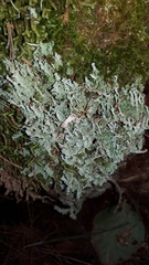 Cladonia squamosa